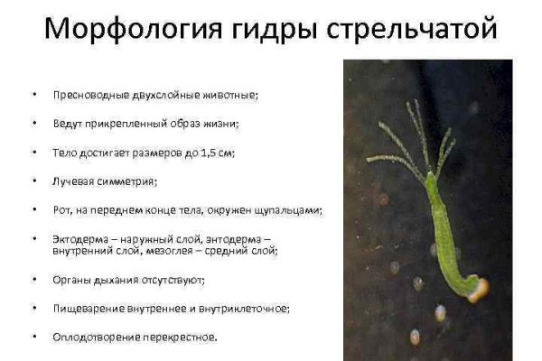 Кракен маркетплейс зеркало